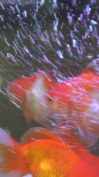 Oranda red fresh water fish (Carassius auratus) in aquarium