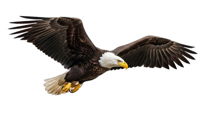 Obraz premium Isolated Bald Eagle soars with powerful wings, a majestic bird of prey, free from distraction