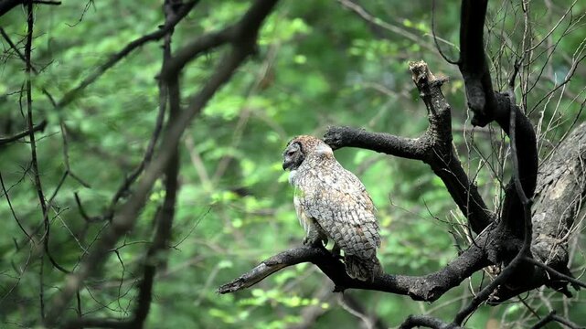 Majestic Mottled wood owl perched on a tree branch with 8k video during the day, and making call. The background is blurred with blue sky  and tree branches .