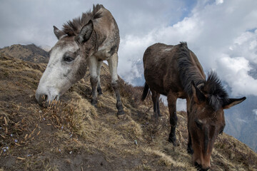 Fototapeta premium Mule caravans in the Himalayas