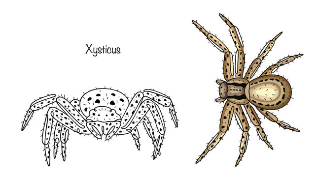 Xysticus