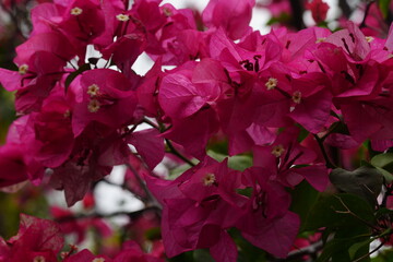 Bougainvillea Spectabilis in Full Bloom Pink Flowers