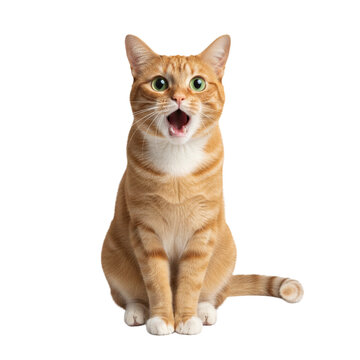 Shocked Orange Tabby Cat Illustration on White