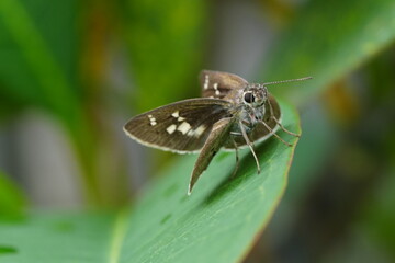 Skipper Butterfly on Green Leaf Nature Macro Photography