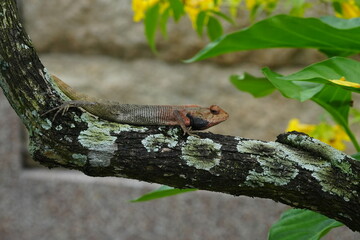 Oriental Garden Lizard on a Mossy Branch Nature Wildlife