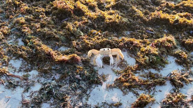 Atlantic Ghost crab, Ocypode quadrata, carefully moving on the sandy beach covered with brown sargassum seaweed, highlighting environmental concerns and wildlife on the Caribbean island of Martinique