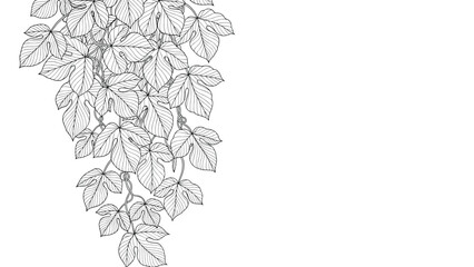 Detailed black and white line drawing of a hanging plant with many vine leaves creating a natural and lush vertical garden effect on a white wall.