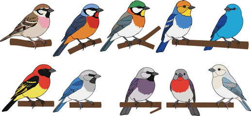 Flat vector illustration set of colorful garden birds perched on brown branches including sparrow blue tit robin and various songbirds for nature design. © Aminul