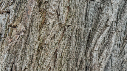 Obraz premium tree bark texture