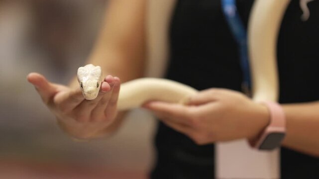 White ball python snake moving towards camera