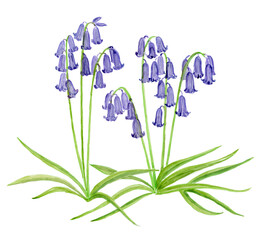 Loose Abstract Watercolor of English Bluebell