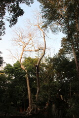 森に埋もれた遺跡ベン・メリア