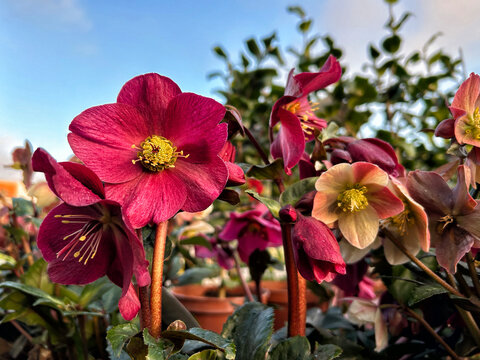 Helleborus HGC Ice N' Roses Red,Lenten Roses or Hellebores