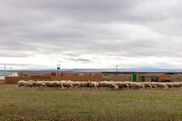 Fototapeta premium A herd of sheep are grazing in a field