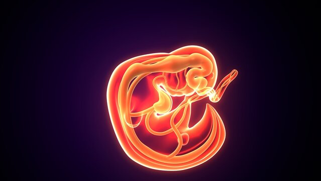Embarazo womb anatomy. 3d illustrations
