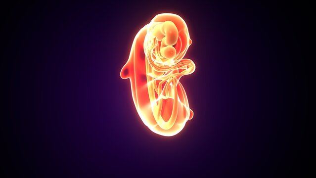 Embarazo womb anatomy. 3d illustrations