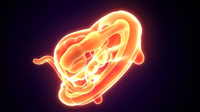 Embarazo womb anatomy. 3d illustrations