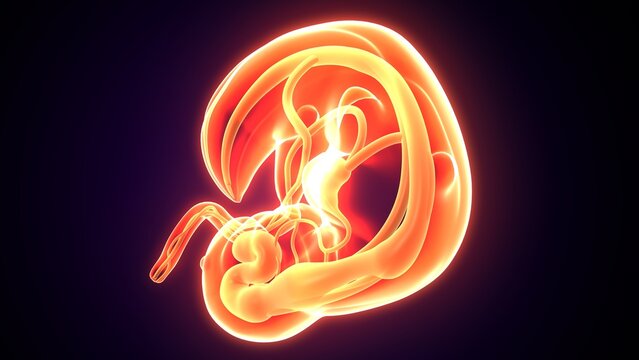 Embarazo womb anatomy. 3d illustrations