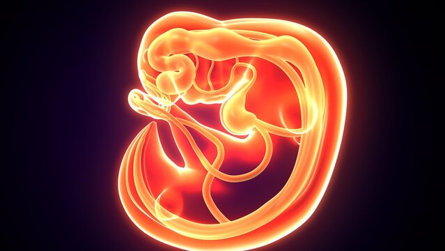 Embarazo womb anatomy. 3d illustrations