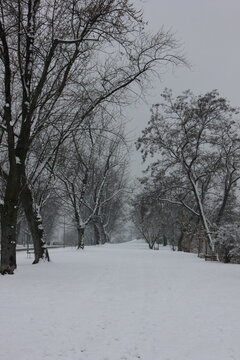 A quiet, snow-covered pedestrian path in a winter park. Tall bare trees line the walkway, and distant silhouettes of people can be seen walking in the cold, overcast weather. Vitkov hill, Prague