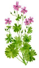 Loose Abstract Watercolor of Wild Geranium