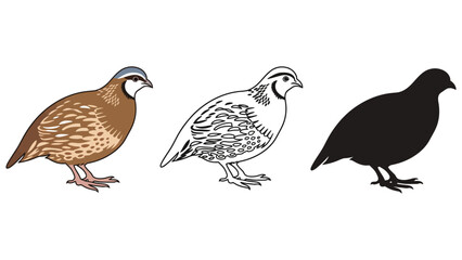 Fototapeta premium Quail bird vector illustration with colorful, line, and silhouette styles