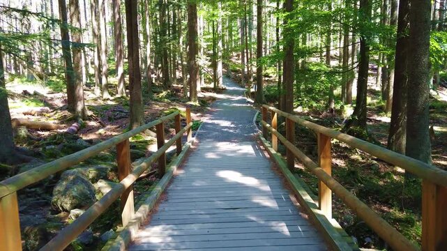 Walking in quiet and peaceful forrest on stone path through deep forest with day sunshine.