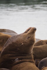 Gros plan sur un lion de mer endormi au Pier 39, San Francisco