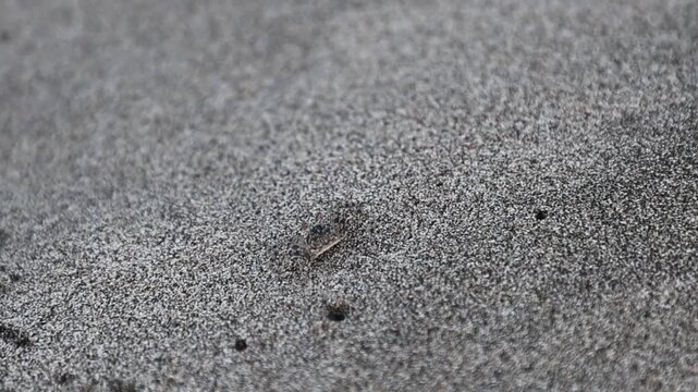 Tiny crab, Juvenile Atlantic ghost crab, Ocypode quadrata, blending seamlessly with the vibrant black volcanic sand on a Caribbean beach in Martinique, showing camouflage and adaptation in its natural