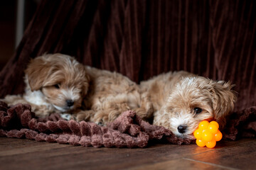 Two cute red Maltipoo puppies on a fleece blanket © Svitlana