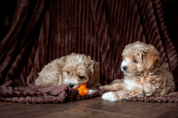 Two cute red Maltipoo puppies on a fleece blanket © Svitlana