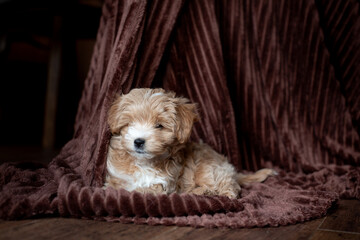 Cute red maltipoo puppy on a fleece blanket © Svitlana