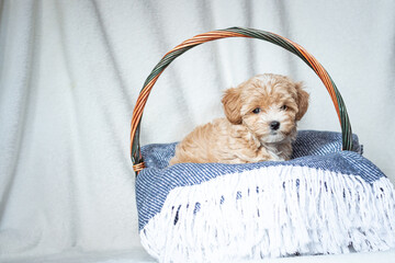 A cute red Maltipoo puppy plays with a toy in a wicker basket with a blue wool blanket on a white fleece background © Svitlana