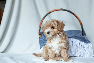 A cute red Maltipoo puppy plays with a toy in a wicker basket with a blue wool blanket on a white fleece background © Svitlana