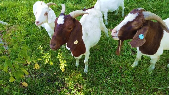 Young girl giving grass to two big goats with white and brown fur and one small baby goat while they are on pasture on the countryside in the Czech Republic.