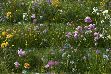Obraz premium Wildflower meadow with pink, yellow, white, and blue flowers blooming among green grass under soft sunlight, creating peaceful and vibrant natural scene full of life and color