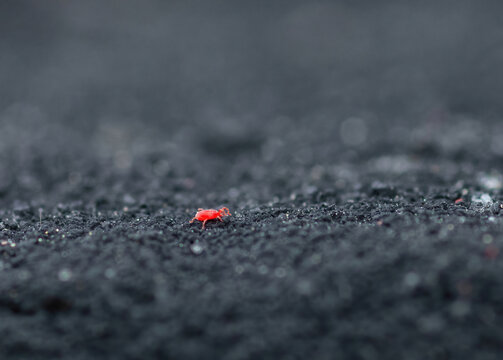 Little Red velvet mites moving on dark rock, side view