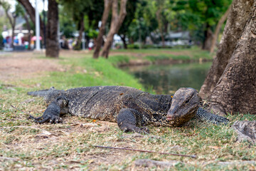 Fototapeta premium Large Asian Common Water Monitor Lizard - Varanus salvator resting lying on grass near tree trunk in habitat at Lumphini Public Park Bangkok, Thailand.