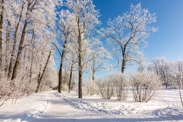 Fototapeta premium Winter in Catherine park, Tsarskoe Selo (Pushkin), Saint Petersburg, Russia