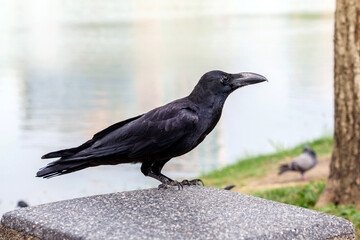 Fototapeta premium Large-billed Crows - Corvus macrorhynchos perched on stone benches by lake under the shade of a tree at lumphini public park bangkok, Thailand.
