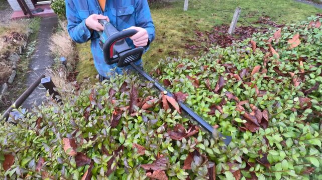A European man trims bushes with a trimmer. View from above. Close-up. Shaping greenery. Gardening.