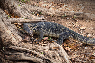 Asian Common Water Monitor Lizard - Varanus salvator preying eating Invasive Alien Species Pleco Fish Under a tree at Lumphini Park Bangkok.
