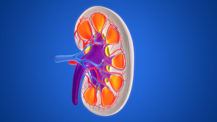 Human Urinary System Kidney Anatomy