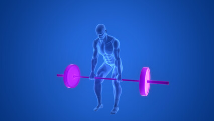 Human Lifting Heavy Barbell with Weights in Deadlift Anatomy