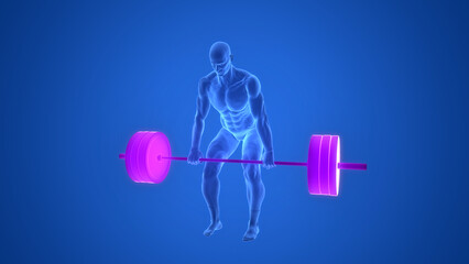 Human Lifting Heavy Barbell with Weights in Deadlift Anatomy