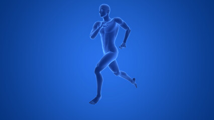 Human Muscle Body Running Anatomy