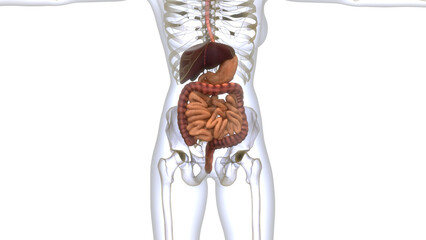 Human Digestive System Anatomy