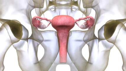 Female Reproductive System Anatomy