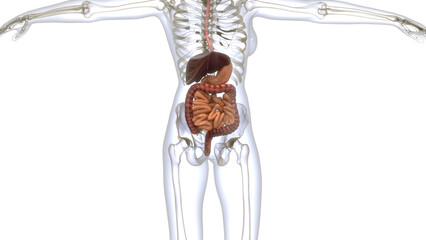 Human Digestive System Anatomy