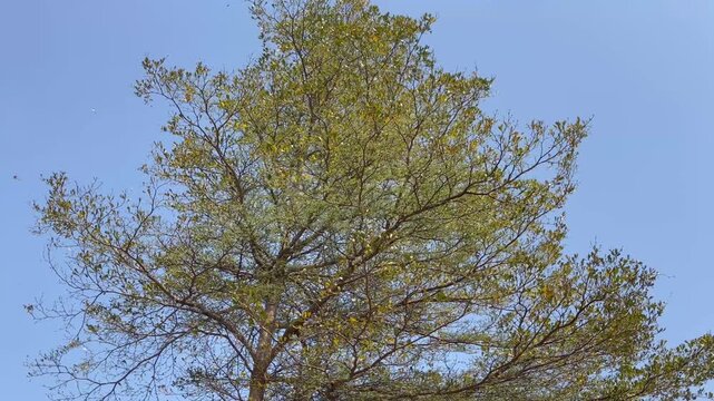 Branches and young shoots of Ivory Coast almond or Black afara, stock footage